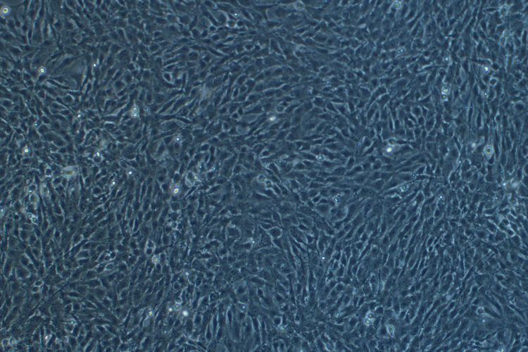 大鼠少突胶质前体细胞系OLN-93(种属鉴定)