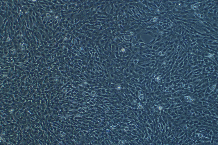 大鼠少突胶质前体细胞系OLN-93(种属鉴定)