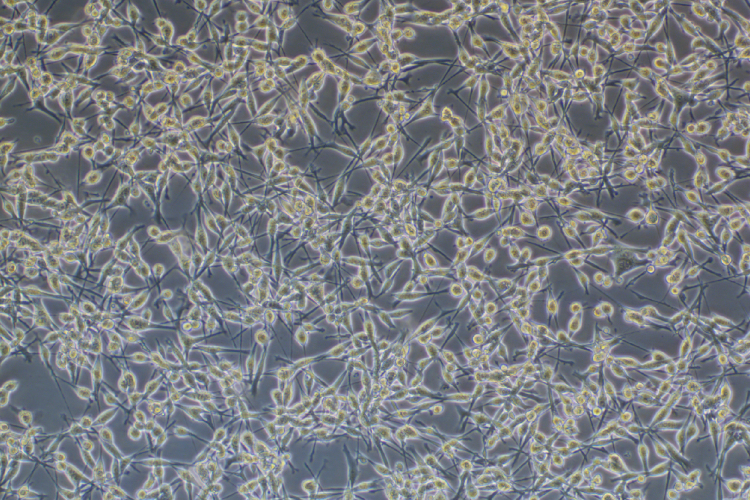 小鼠结肠癌细胞CT26.WT(种属鉴定)