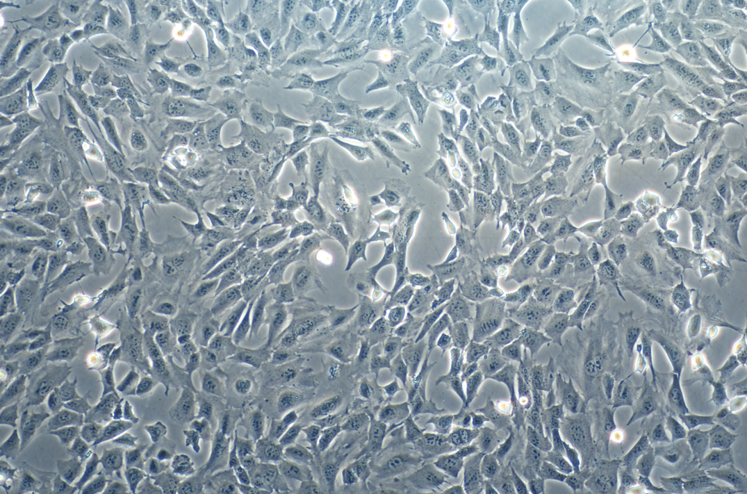 小鼠前列腺癌上皮细胞 Tramp-C1(STR鉴定正确)