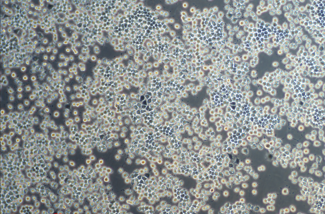 大鼠肺泡Ⅱ型细胞RLE-6TN(种属鉴定)