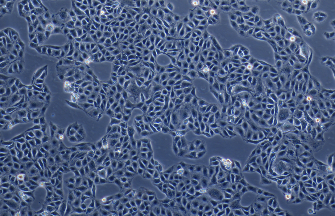 叙利亚仓鼠肾细胞HaK(种属鉴定)